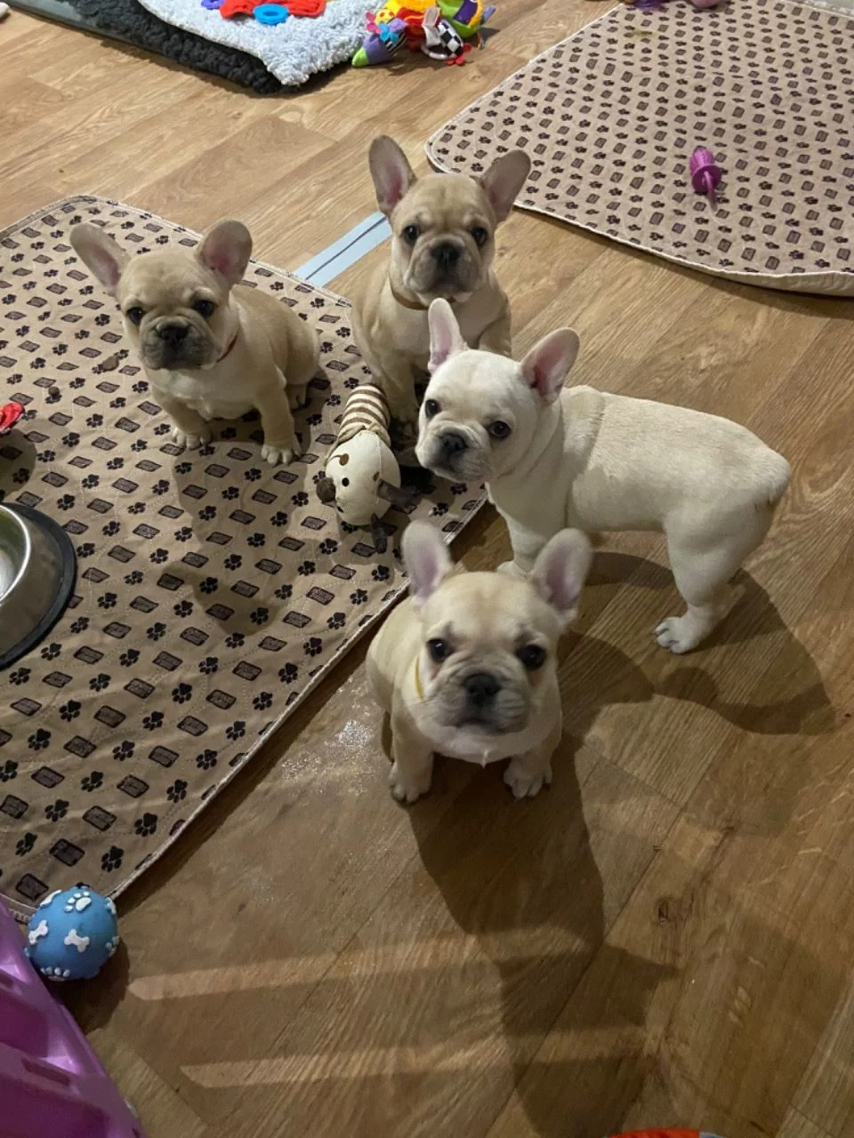 French bulldog puppies vaccinated with mom
