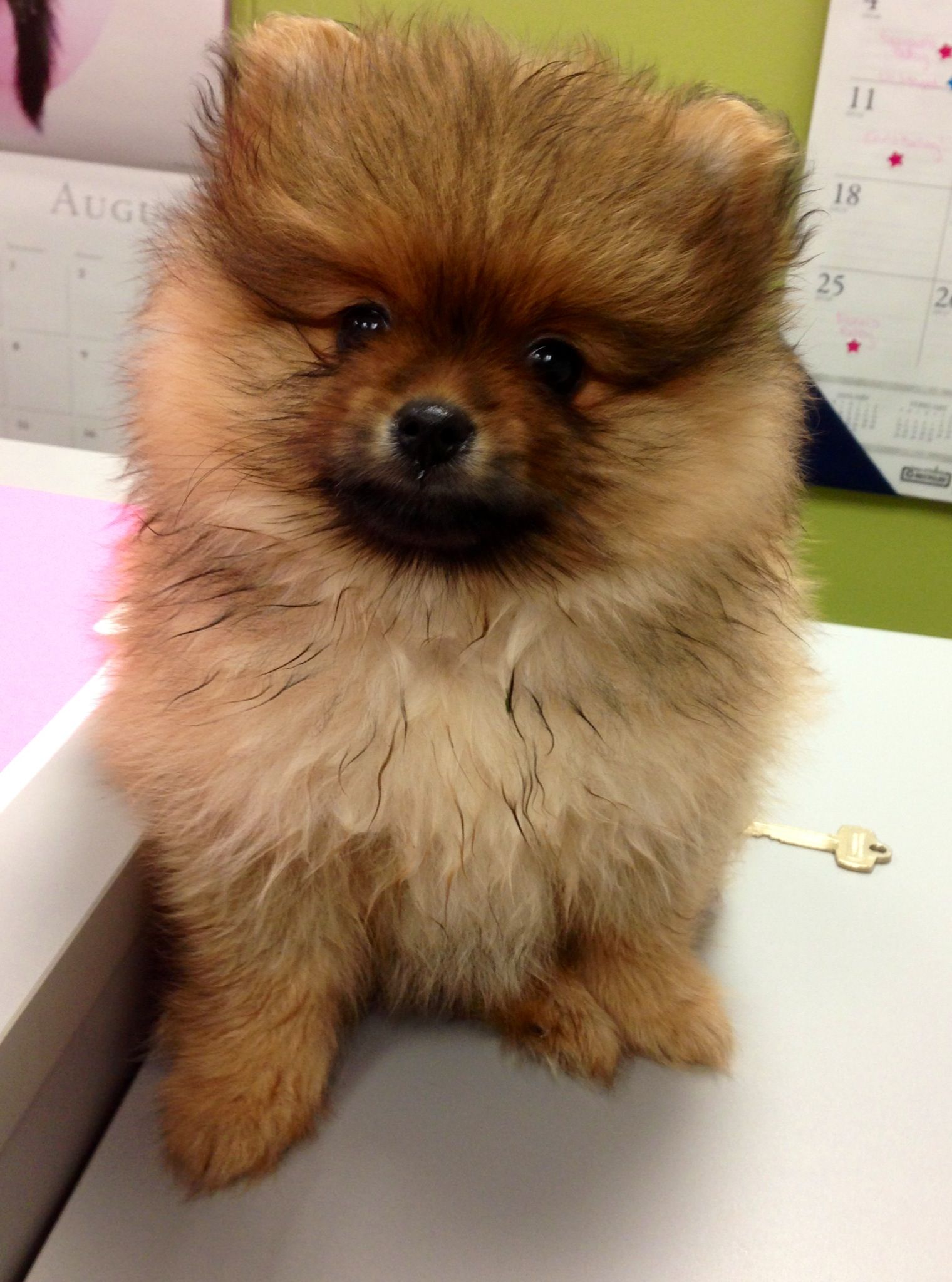 Pomeranian for sale! Amazing coat and the perfect little teddy bear face!