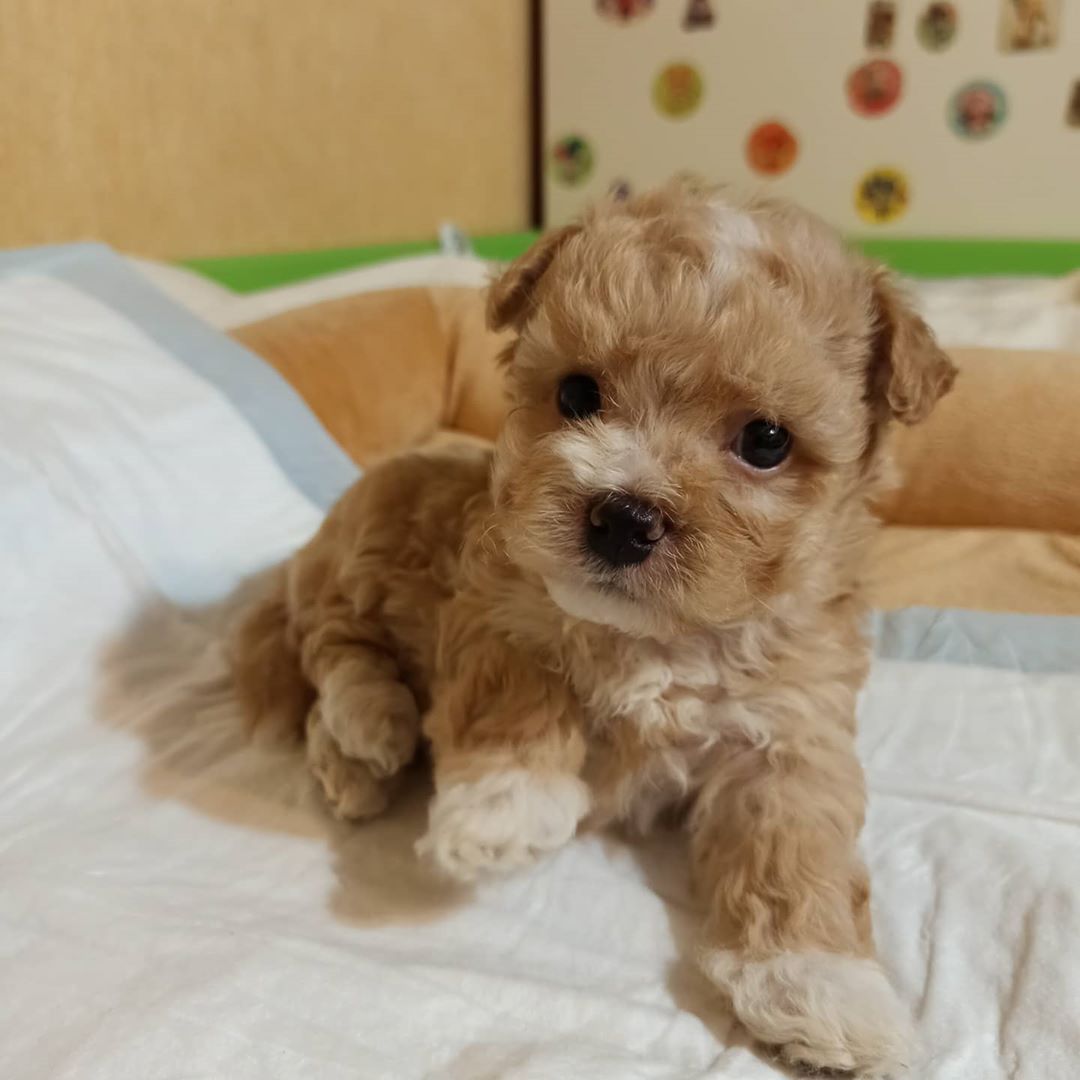 maltipoo puppies ready for  re homing 