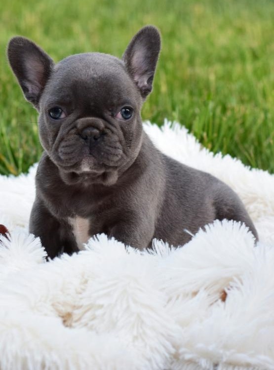 Healthy French Bulldog Puppies For Sale - photo 4