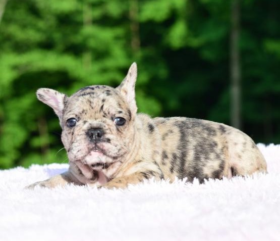 Healthy French Bulldog Puppies For Sale