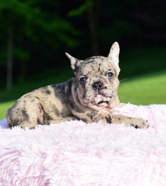 Healthy French Bulldog Puppies For Sale - photo 2