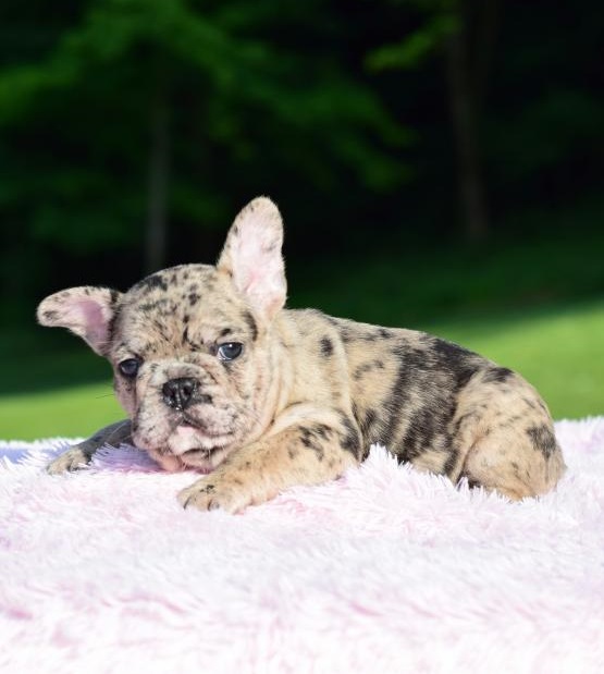 Healthy French Bulldog Puppies For Sale - photo 3