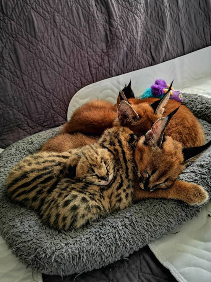 Savannah kitten, ocelot kitten, caracal kitten and Serval kitten available