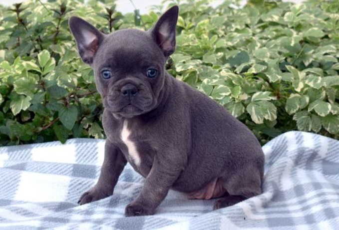 MALE AND FEMALE FRENCH BULLDOG PUPPIES FOR SALE