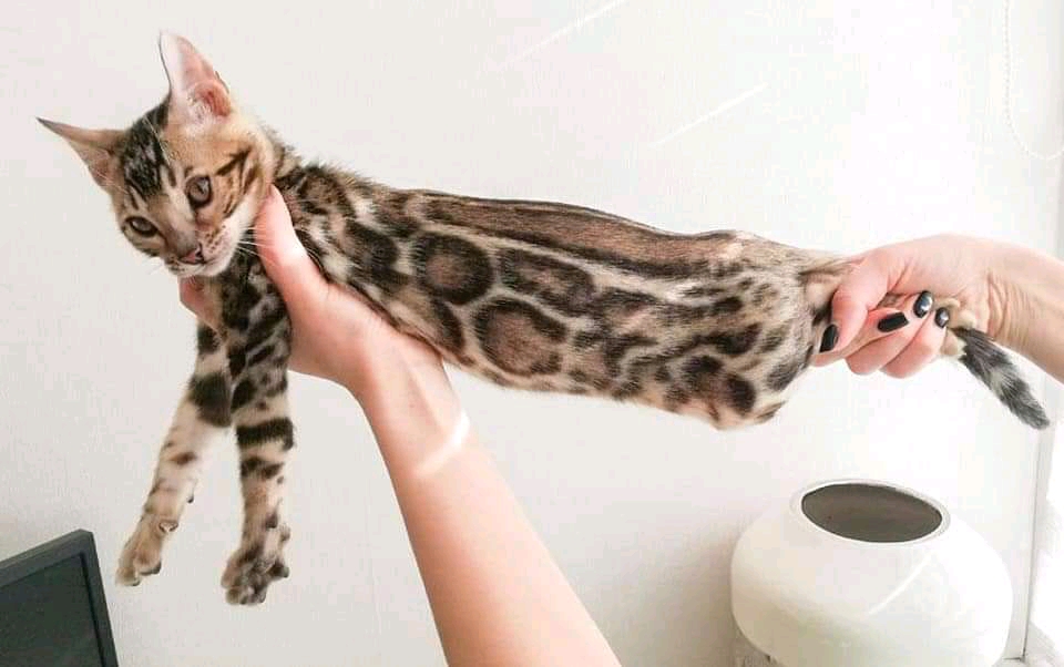 Bengal kitten available