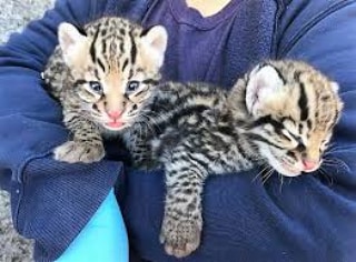 Ocelot kitten and Bengal kitten available - photo 2