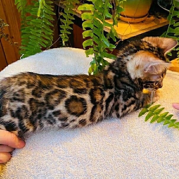 Bengal kitten available - photo 3