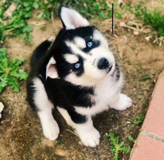 siberian husky puppy for sale