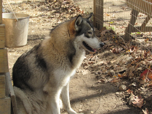 wolf hybrid for sale