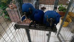 Multi Parrots Species Avian Center Pet Birds On Sale