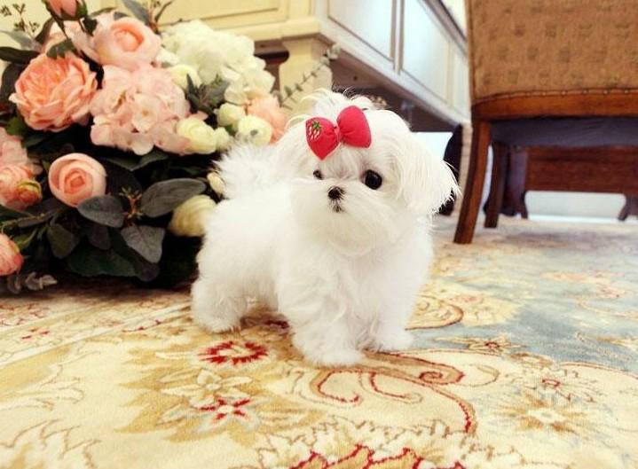 adorable maltese puppy for sale