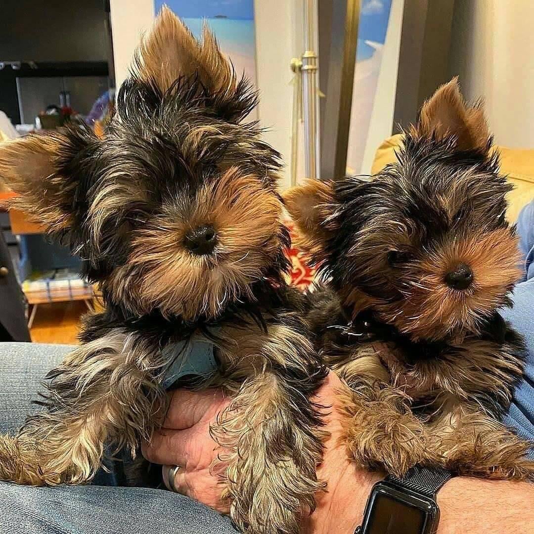 Awesome Female and Male Yorkie puppies