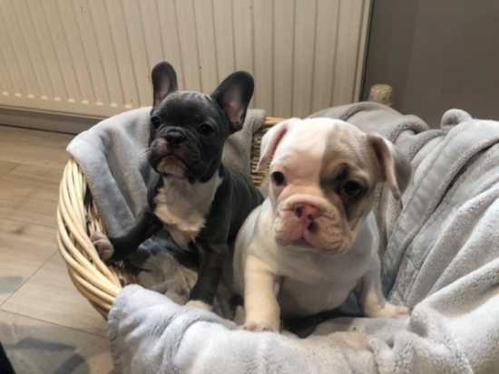 AKc Reg Quad Carrier Frenchies Ready for sale