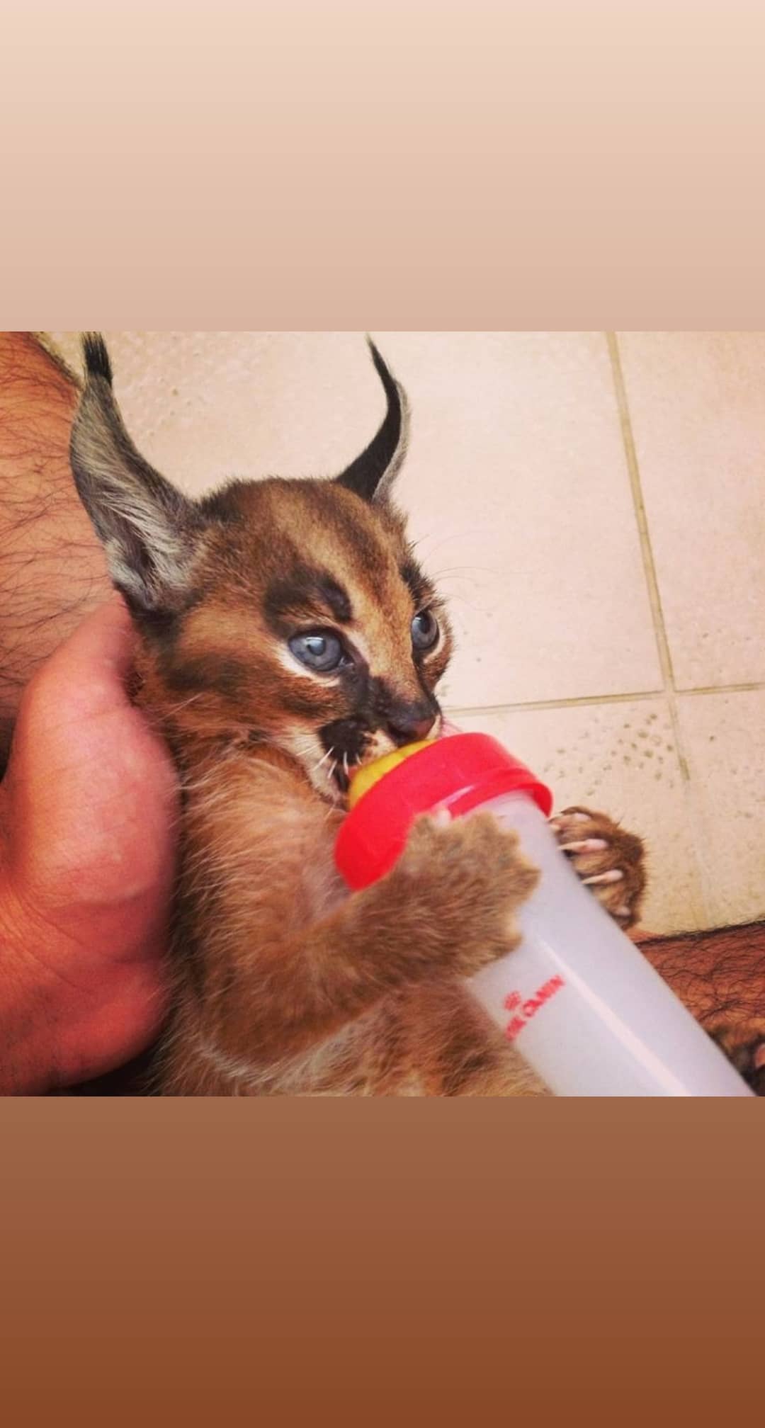 Available Savannah, caracal and serval kitten for sale.