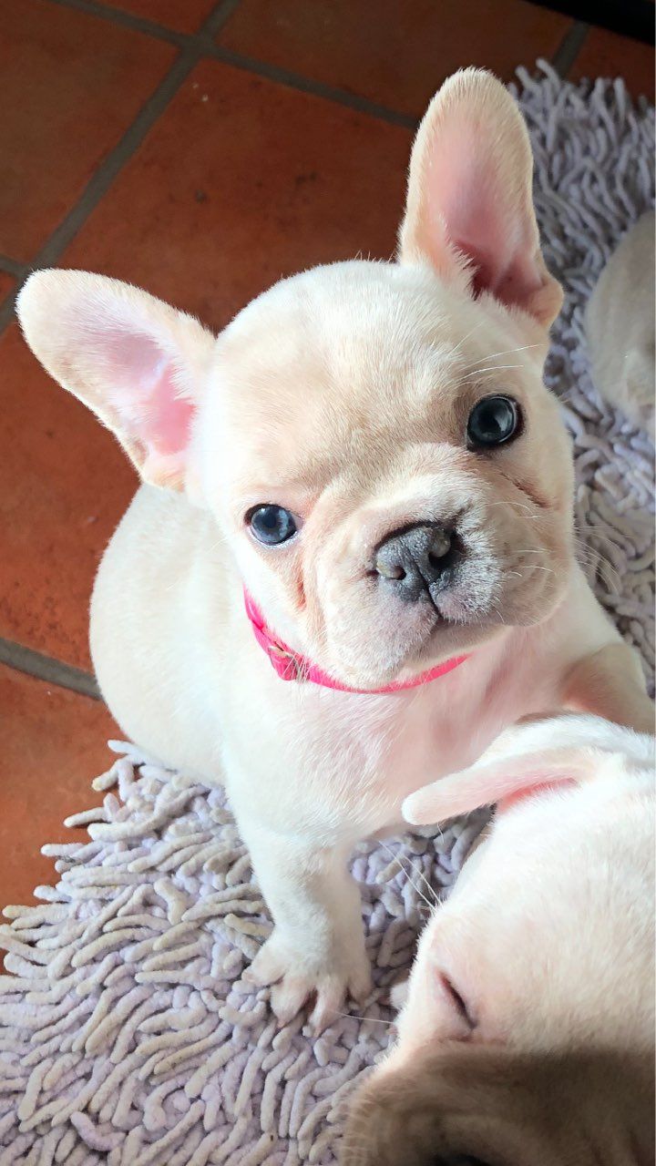 young Frenchie puppies for sale 