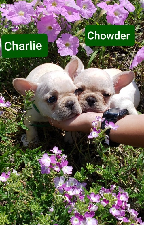 Perfect French Bulldogs
