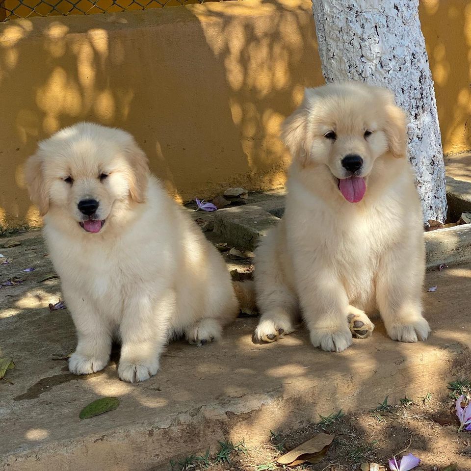 Check Out These Golden Retriever Puppies .   (208) 469-8558