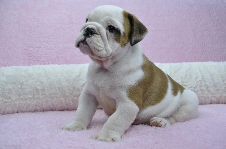 Male and Female English Bulldog puppies for sale  - photo 2