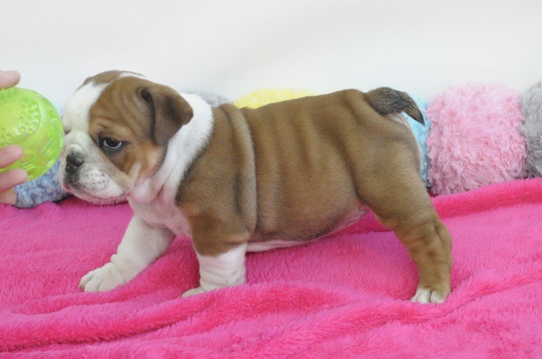 Male and Female English Bulldog puppies for sale 