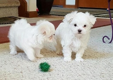 Maltese puppies for Re-Homing