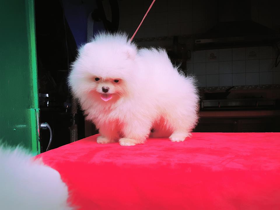 Available Pomeranian puppies For adoption