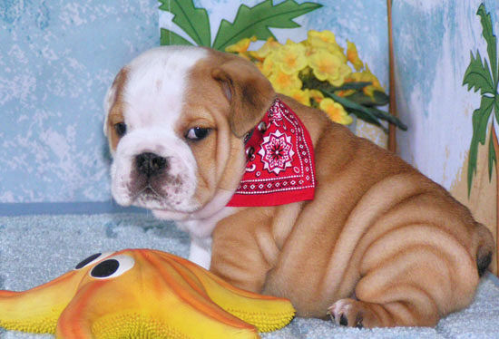 male and female english bulldog puppy now ready for a good home