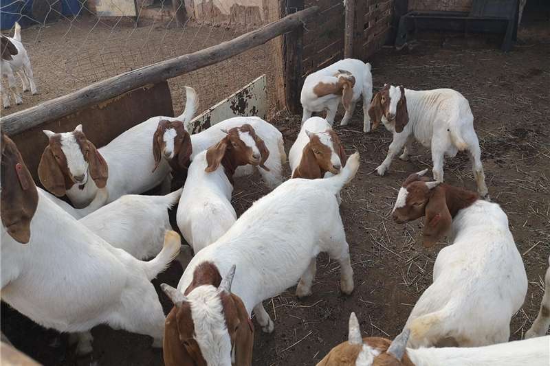 Quality Boer Goats available - photo 2