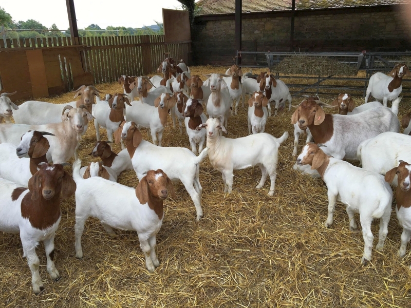 Quality Boer Goats available - photo 3
