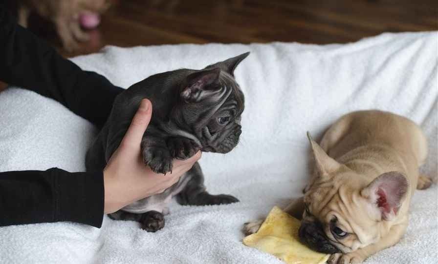 French bulldog puppies available for adoption