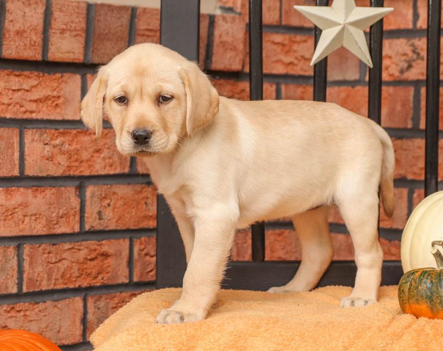 AKC purebred English Labrador Retriever puppies for sale