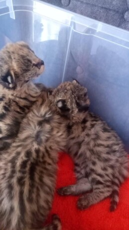 worn available kittens savannah and serval and caracal - photo 2