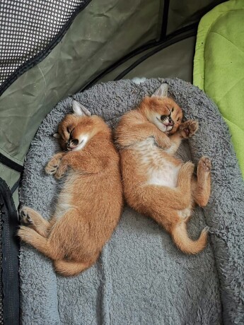 worn available kittens savannah and serval and caracal