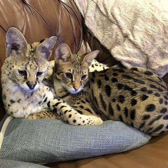 Savannah kitten, caracal kitten, ocelot kitten and Serval kitten available