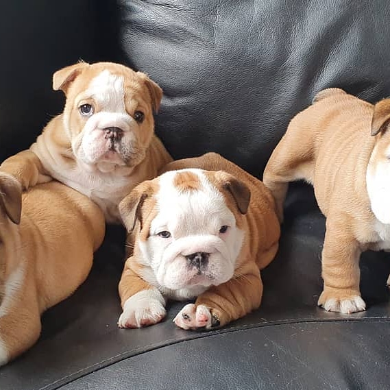 French bulldog puppies available - photo 3