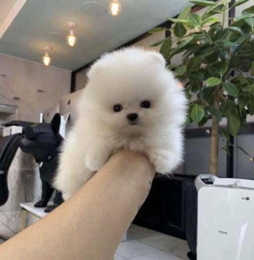 Magnificent Pomeranian puppies ready for new home