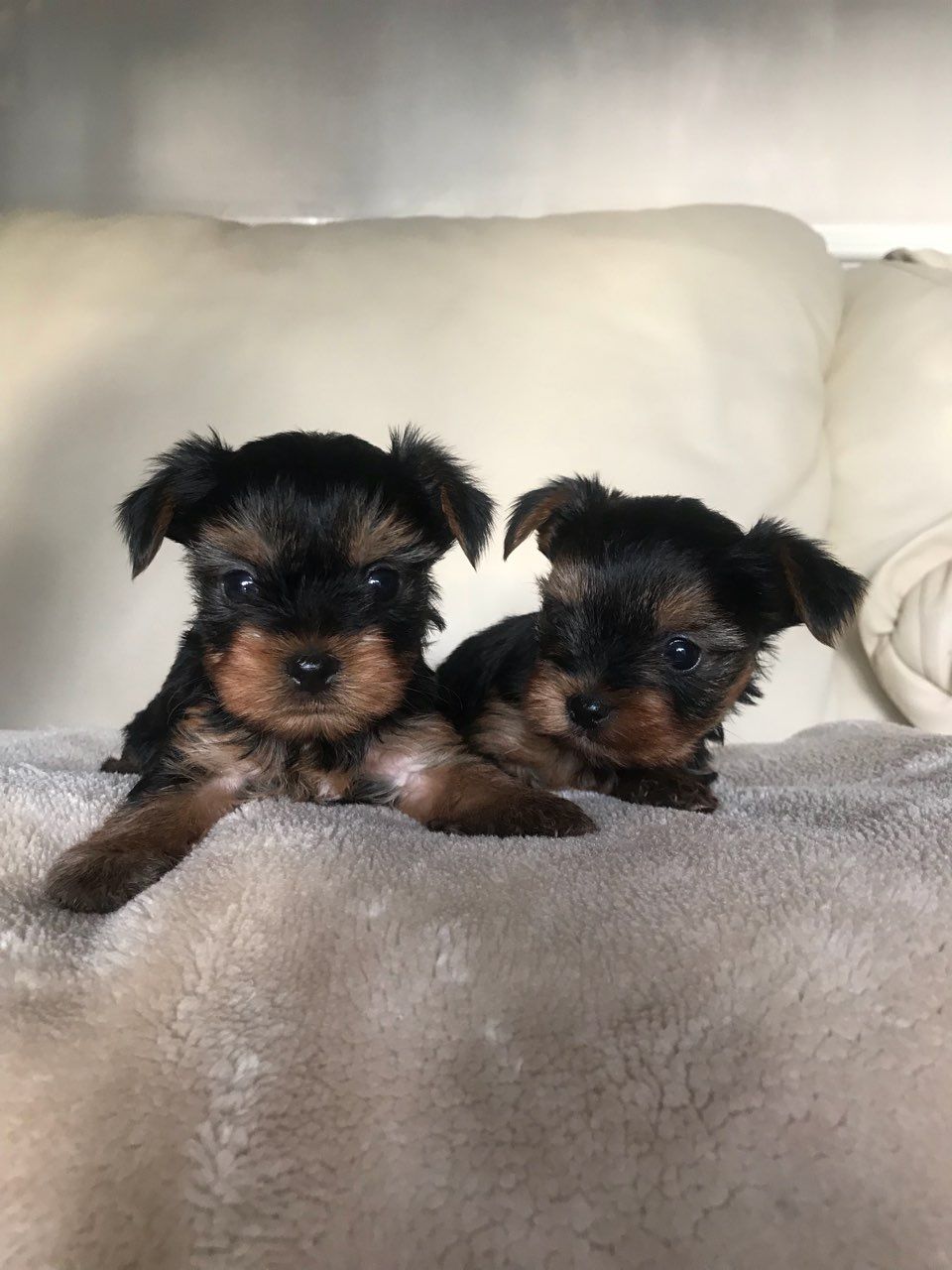 registered yorkshire puppies  Gorgeous Tiny Yorkie Puppies For Adoption.