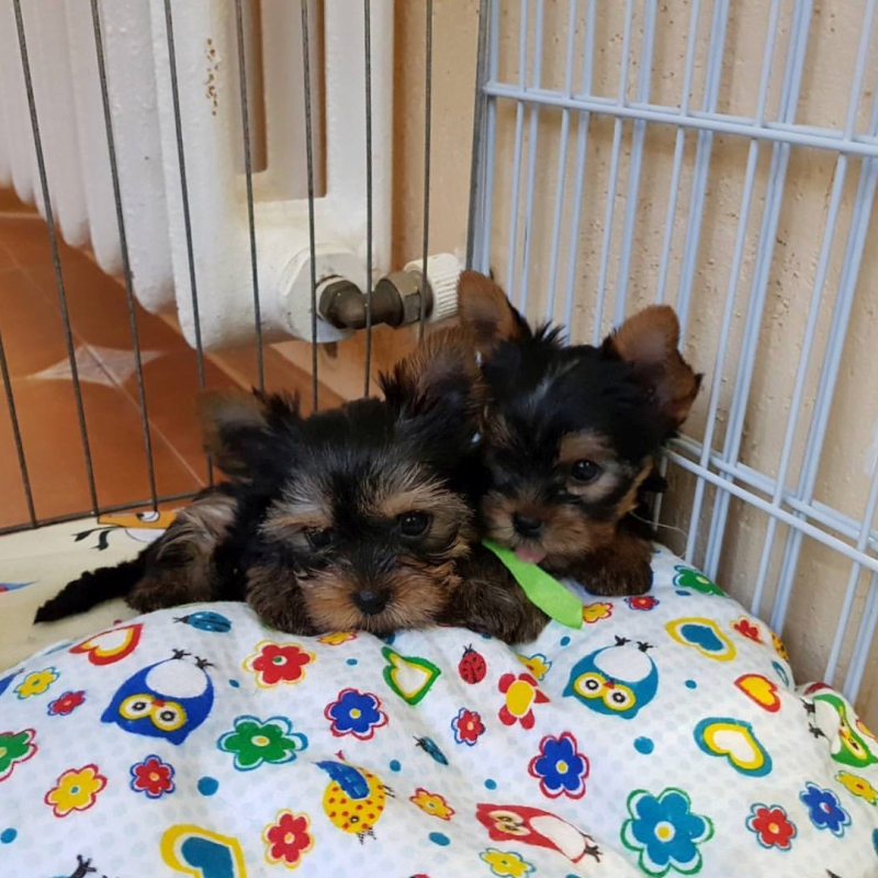 registered yorkshire puppies  Gorgeous Tiny Yorkie Puppies For Adoption. - photo 2