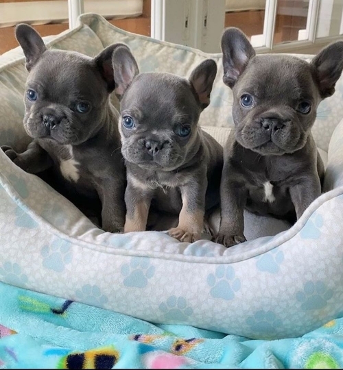 Pure breed French bulldog puppies 