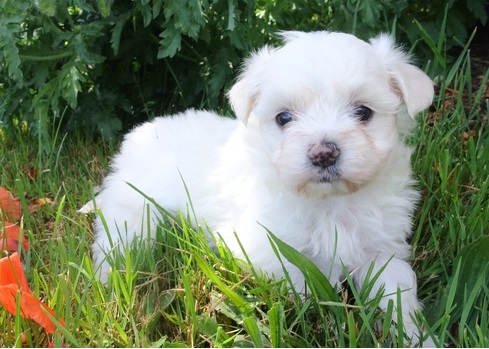 charming Maltese puppy