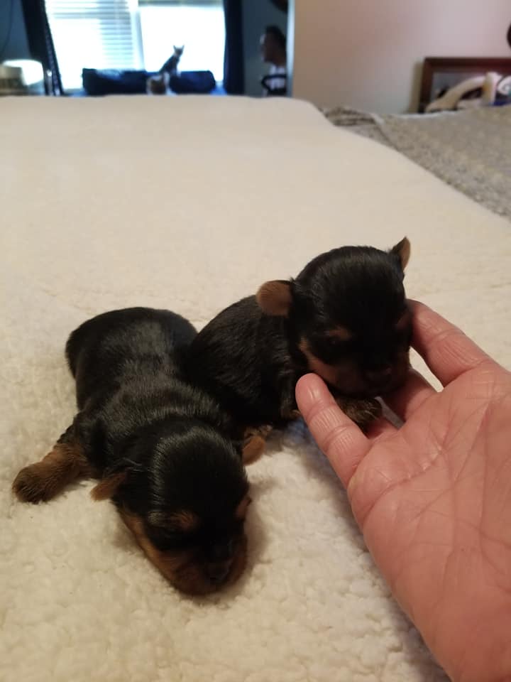 cute Yorkie puppies to re-home near you.
