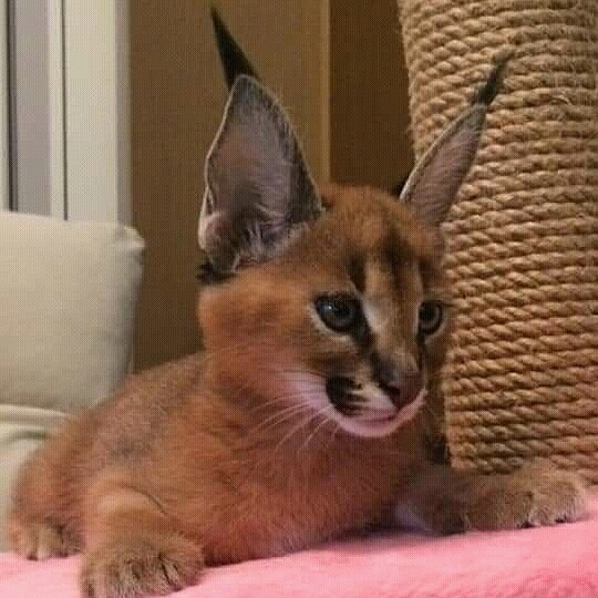Savannah kitten, caracal kitten and Serval kitten available