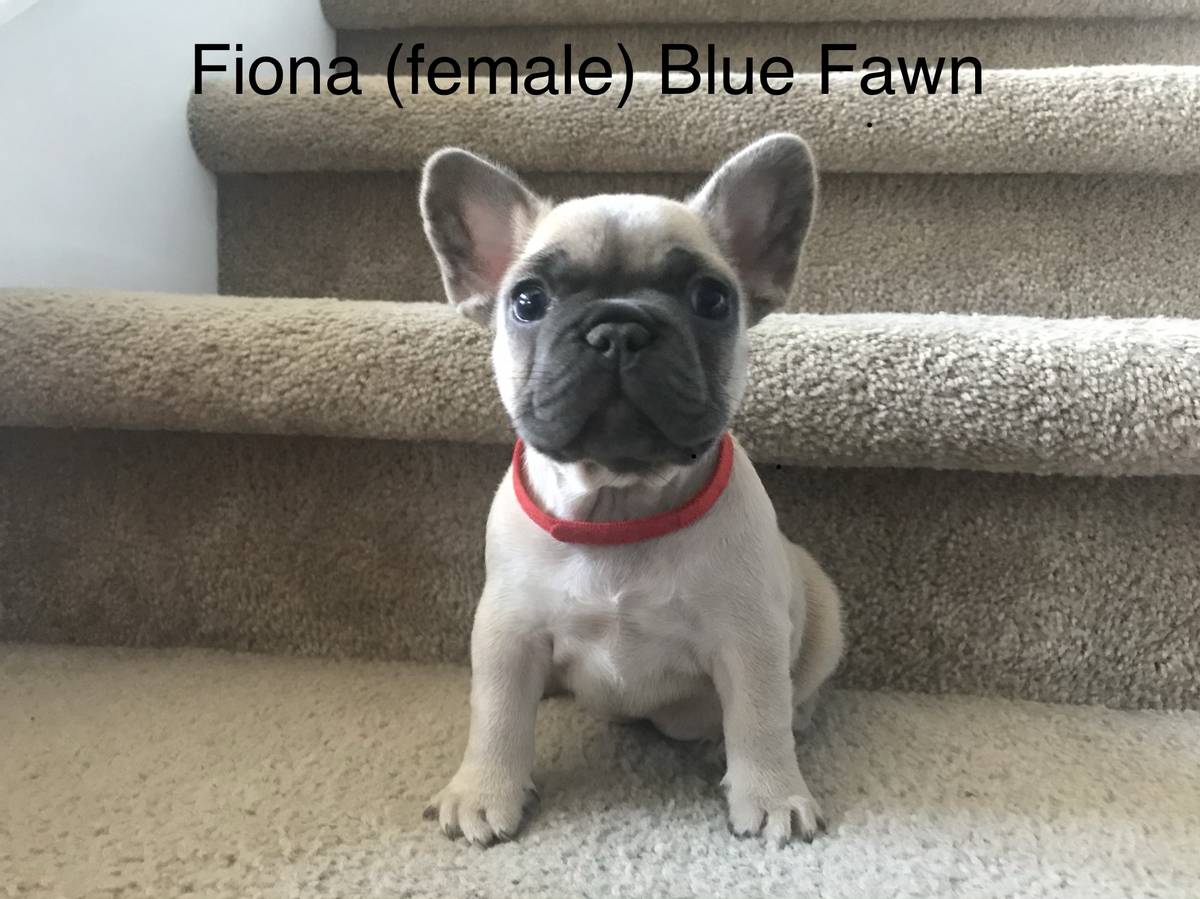2 AKC french bulldog puppies looking for their new homes - photo 4