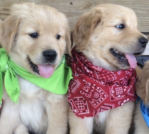 Cute male and female Golden Retriever puppies available.
