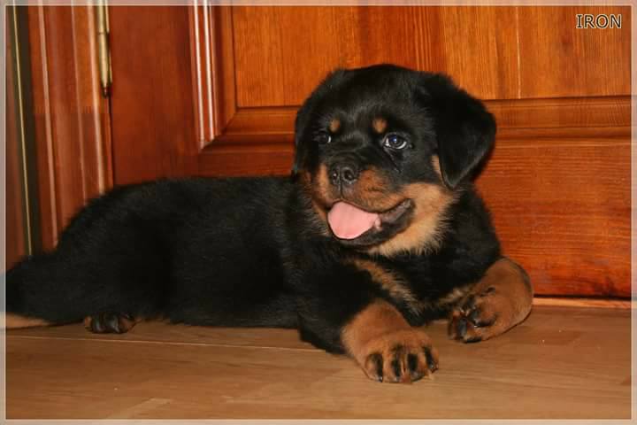 We have 2 beautiful female Rottweiler ready for their new homes.
