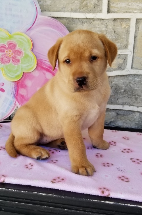 AKC registered Labrador Retriever puppies available