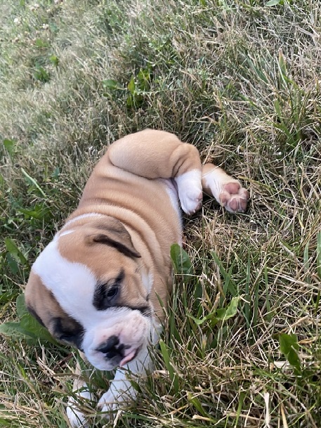 male and female English bulldog puppies available