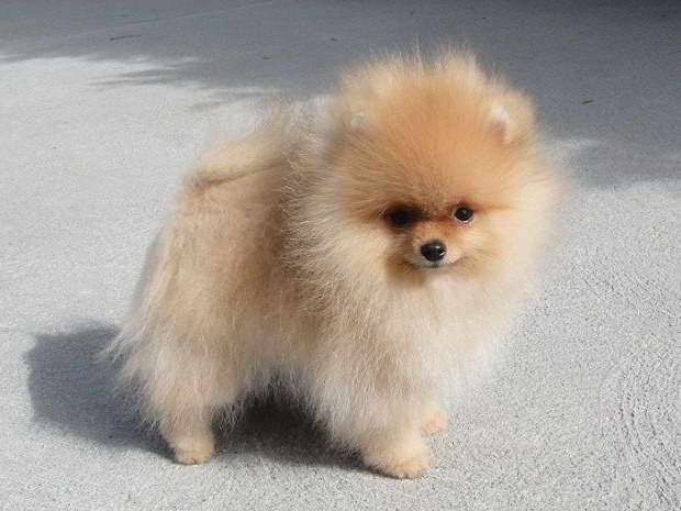 Pomeranian Puppies For sale