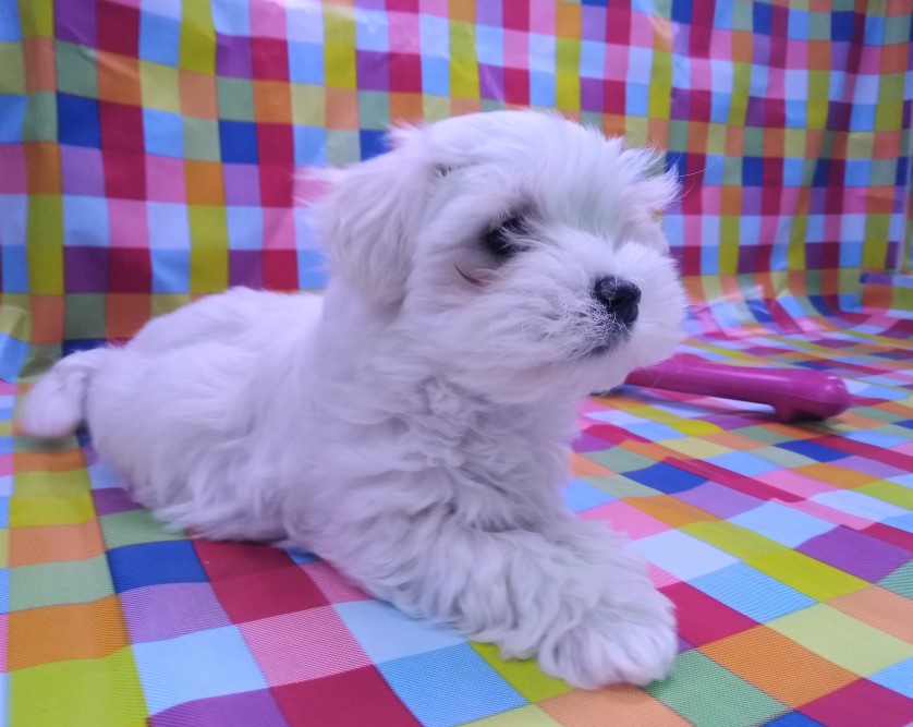 cute maltese puppy available for re-home