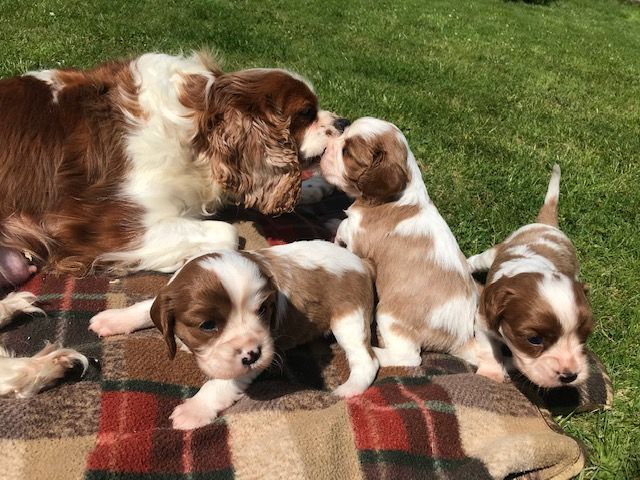 Cavalier King Charles Puppies - photo 2